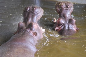 Hippos drinking!